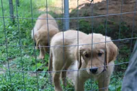 Finn - (light blue collar) Male, a male Golden Retriever for sale in Greensboro, MD – 6 of 7