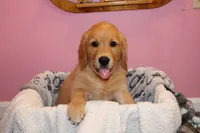 Tom - (lime collar) Male, a male Golden Retriever for sale in Greensboro, MD – 2 of 8