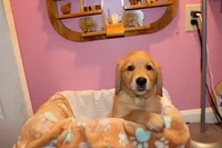 Blaze - (tan collar) Male, a male Golden Retriever for sale in Greensboro, MD – 3 of 6