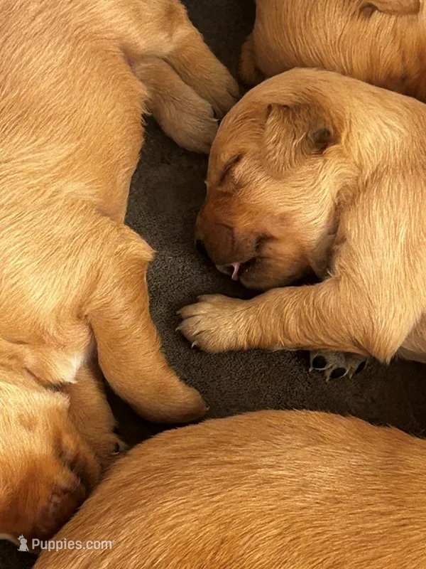 Pearl – Golden Retriever puppy for sale in Greensboro, MD