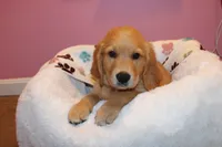 Rusty - (Teal collar) Male, a male Golden Retriever for sale in Greensboro, MD – 7 of 10