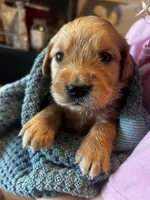 Pearl - (turquoise collar) Female, a female Golden Retriever for sale in Greensboro, MD – 1 of 4