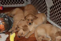 Jaxx - (black collar) Male, a male Golden Retriever for sale in Greensboro, MD – 3 of 4