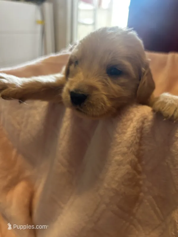 Pearl – Golden Retriever puppy for sale in Greensboro, MD