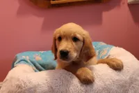 Finn - (light blue collar) Male, a male Golden Retriever for sale in Greensboro, MD – 5 of 7