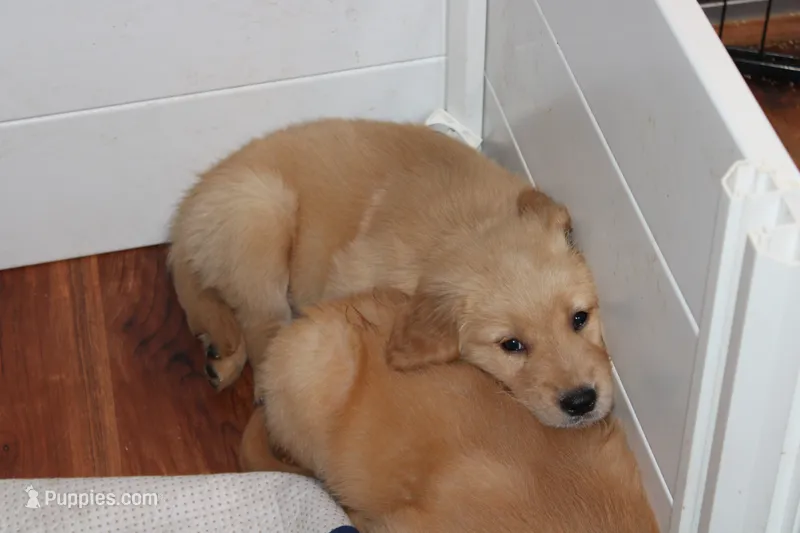 Blaze - (tan collar) Male – Golden Retriever puppy for sale in Greensboro, MD