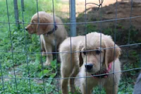 Blaze - (tan collar) Male, a male Golden Retriever for sale in Greensboro, MD – 6 of 6