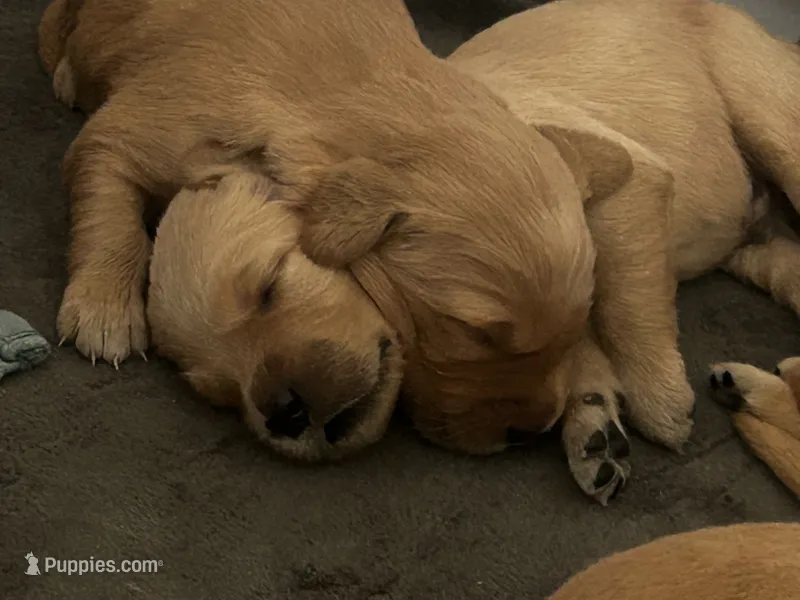 Alice – Golden Retriever puppy for sale in Greensboro, MD