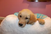 Finn - (light blue collar) Male, a male Golden Retriever for sale in Greensboro, MD – 4 of 7