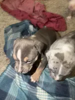Star, a female American Bully for sale in McKee, KY – 2 of 2