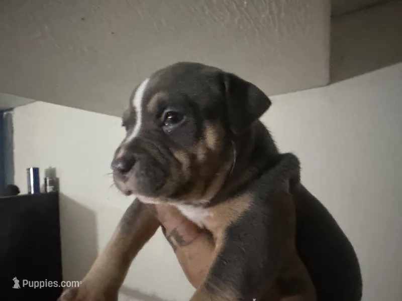 Star – American Bully puppy for sale in McKee, KY