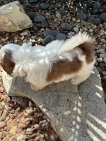 Maple Akc  Champion Bloodline , a female Shih Tzu for sale in Long Beach, CA – 9 of 9