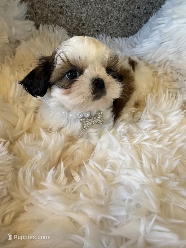 Lou Akc  Champion Bloodline  – Shih Tzu puppy for sale in Long Beach, CA