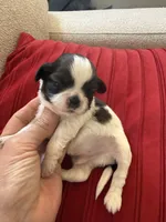 Akc churro champion 🏆, a male Shih Tzu for sale in Long Beach, CA – 1 of 4