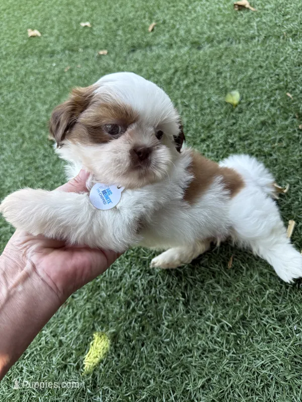 Maple Akc  Champion Bloodline  – Shih Tzu puppy for sale in Long Beach, CA
