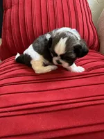 Churro #1 Akc , a male Shih Tzu for sale in Long Beach, CA – 3 of 9
