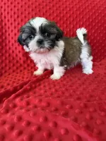 Akc Bella Rose, a female Shih Tzu for sale in Long Beach, CA – Photo 3 of 6