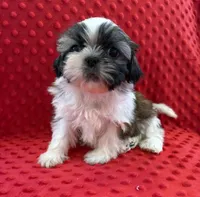 Akc Bella Rose, a female Shih Tzu for sale in Long Beach, CA – Photo 2 of 6