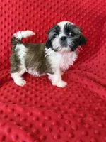 Akc Bella Rose, a female Shih Tzu for sale in Long Beach, CA – Photo 4 of 6