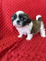 Akc Bella Rose, a female Shih Tzu for sale in Long Beach, CA – Photo 5 of 6