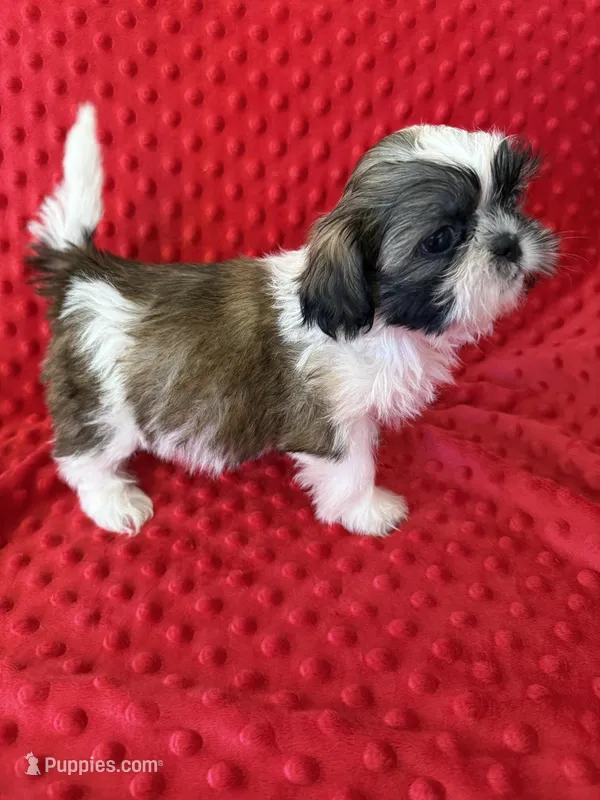 Akc Bella Rose – Shih Tzu puppy for sale in Long Beach, CA