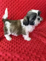 Akc Bella Rose, a female Shih Tzu for sale in Long Beach, CA – Photo 1 of 6