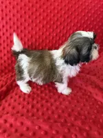 Akc Bella Rose, a female Shih Tzu for sale in Long Beach, CA – Photo 6 of 6