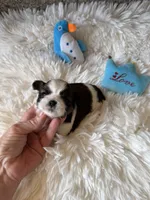 AKC Pickles - Champion Bloodline, a male Shih Tzu for sale in Long Beach, CA – 6 of 7
