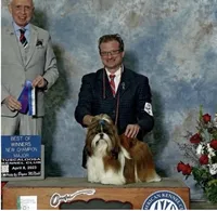 AKC Mochi - Champion Bloodline, a female Shih Tzu for sale in Long Beach, CA – 4 of 8