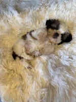 Maverick AKC champion🏆, a male Shih Tzu for sale in Long Beach, CA – 7 of 10