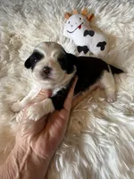 Akc Moo Moo champion 🏆, a male Shih Tzu for sale in Long Beach, CA – 6 of 9