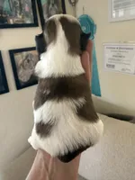 Ying yang Akc Champion Bloodline 🏆, a female Shih Tzu for sale in Long Beach, CA – 8 of 10