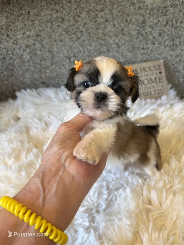 AKC Rosie - Champion Bloodline 🏆 – Shih Tzu puppy for sale in Long Beach, CA