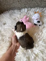 AKC Mochi - Champion Bloodline, a female Shih Tzu for sale in Long Beach, CA – 7 of 8