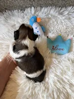 AKC Pickles - Champion Bloodline, a male Shih Tzu for sale in Long Beach, CA – 7 of 7