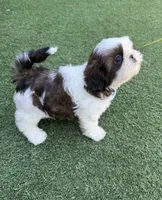 Akc, a male Shih Tzu for sale in Long Beach, CA – 1 of 8
