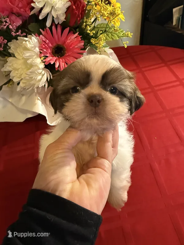 Akc Winnie  – Shih Tzu puppy for sale in Long Beach, CA