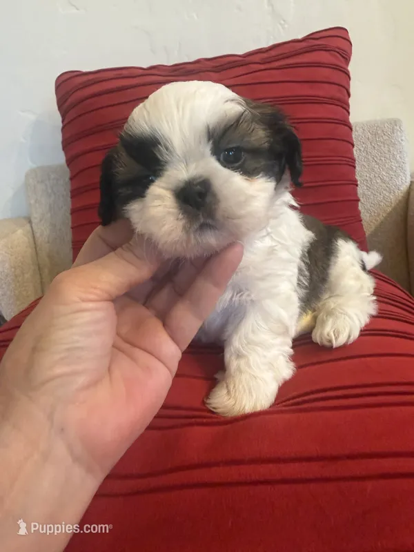 Bentley  AKC 🏆 – Shih Tzu puppy for sale in Long Beach, CA