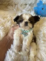  AKC Cinnamon Toast, a male Shih Tzu for sale in Long Beach, CA – 4 of 5