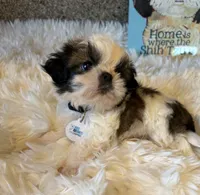 Maverick AKC champion🏆, a male Shih Tzu for sale in Long Beach, CA – 5 of 10