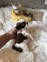 Bentley  AKC 🏆, a male Shih Tzu for sale in Long Beach, CA – 8 of 9