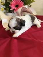 Bandit- AKC Champion 🏆, a male Shih Tzu for sale in Long Beach, CA – 4 of 6