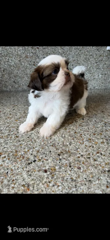 Teddy AKC Champion 🏆 – Shih Tzu puppy for sale in Long Beach, CA