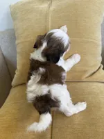 Bentley Akc  Champion Bloodline , a male Shih Tzu for sale in Long Beach, CA – 3 of 7