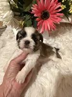 AKC Rosie - Champion Bloodline 🏆, a female Shih Tzu for sale in Long Beach, CA – 1 of 8
