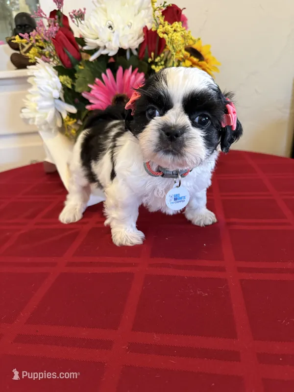 BabyGlamour AKC Champion – Shih Tzu puppy for sale in Long Beach, CA