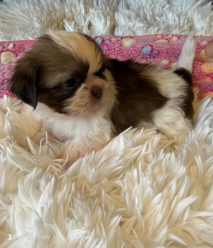 Akc Winnie  – Shih Tzu puppy for sale in Long Beach, CA