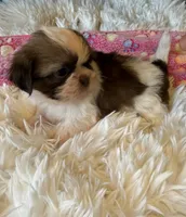 Akc Winnie , a female Shih Tzu for sale in Long Beach, CA – 1 of 7