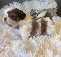 Honey  Akc  Champion Bloodline , a female Shih Tzu for sale in Long Beach, CA – 4 of 8