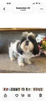 Akc Dottie champion B🏆, a female Shih Tzu for sale in Long Beach, CA – 6 of 6